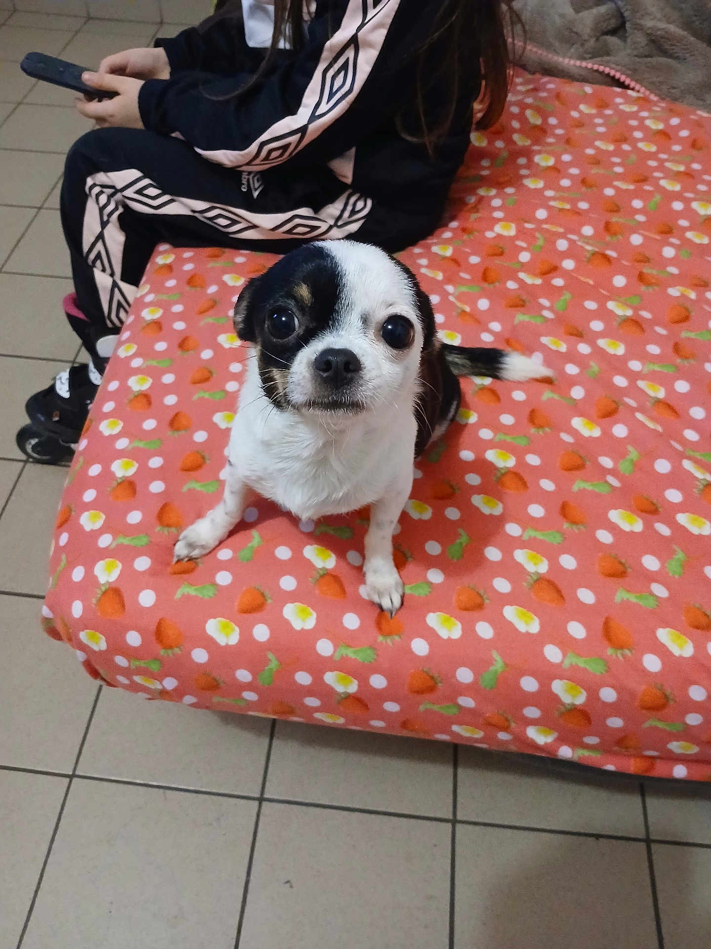 Elsa a rejoint le concours — aidez-le/la à gagner de superbes lots ! dog, small_dog, black_and_white, pet, carrot_pattern, blanket, person, remote_control, tiled_floor, indoor, curious_expression, sitting, fur, cute, animal, companion, home, casual_clothing, long_hair, leisure