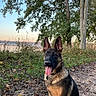 Sanji a rejoint le concours — aidez-le/la à gagner de superbes lots ! dog, german_shepherd, canine, sitting, tongue_out, outdoor, forest, tree, path, leaves, nature, sunset, sky, happy, pet, animal, mammal, collar, daylight, scenic