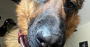 Sanji participe au concours pour gagner de l'argent avec cette photo :