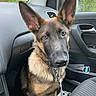 Sanji a rejoint le concours — aidez-le/la à gagner de superbes lots ! dog, german_shepherd, puppy, car_interior, seat, leash, window, rain, ears, pet, animal, young_dog, brown, black, fur, curious, looking, closeup, indoors, companion