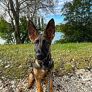 Sanji a rejoint le concours — aidez-le/la à gagner de superbes lots ! dog, puppy, german_shepherd, outdoor, grass, rocks, leash, collar, tree, lake, sky, clouds, nature, animal, canine, pet, young, sitting, alert, greenery