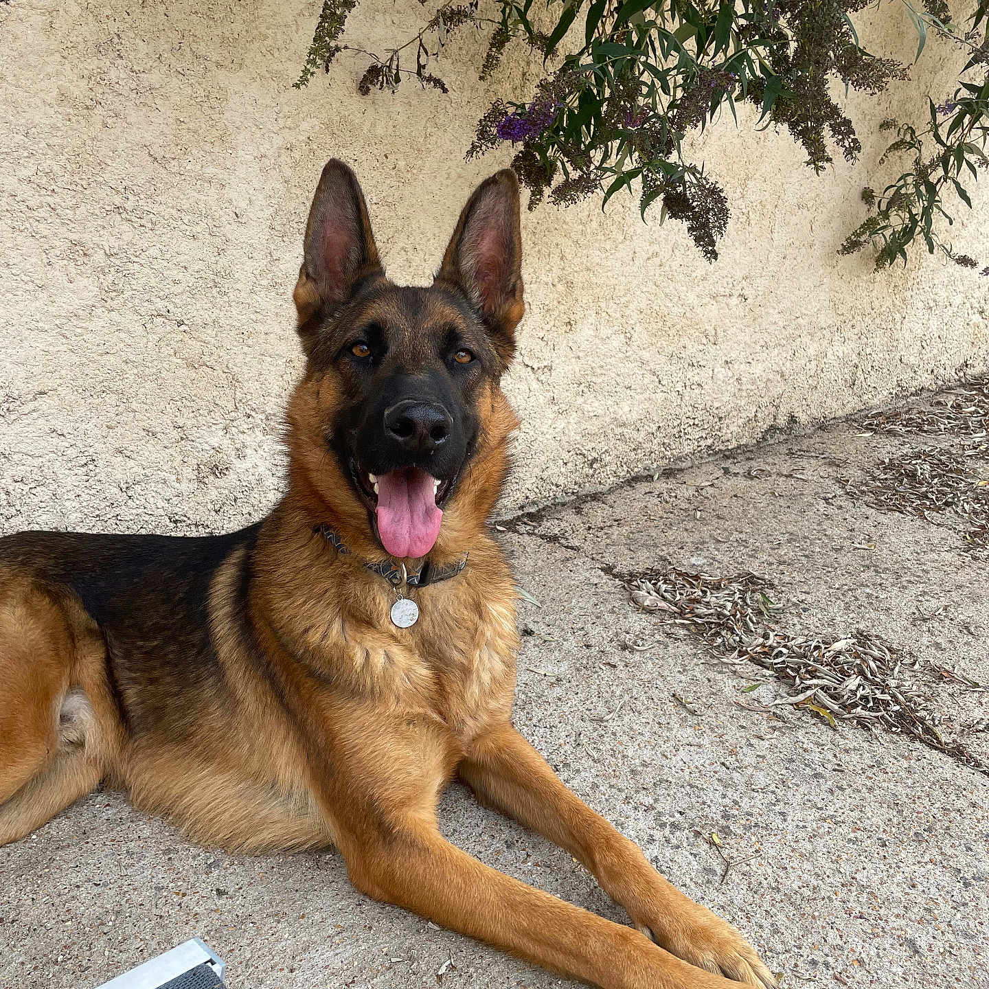Sanji participe au concours pour gagner de l'argent avec cette photo : german_shepherd, dog, canine, pet, animal, outdoor, concrete, wall, flower, plant, leaves, tongue_out, collar, resting, happy, brown, black, ears_up, sunlight, nature