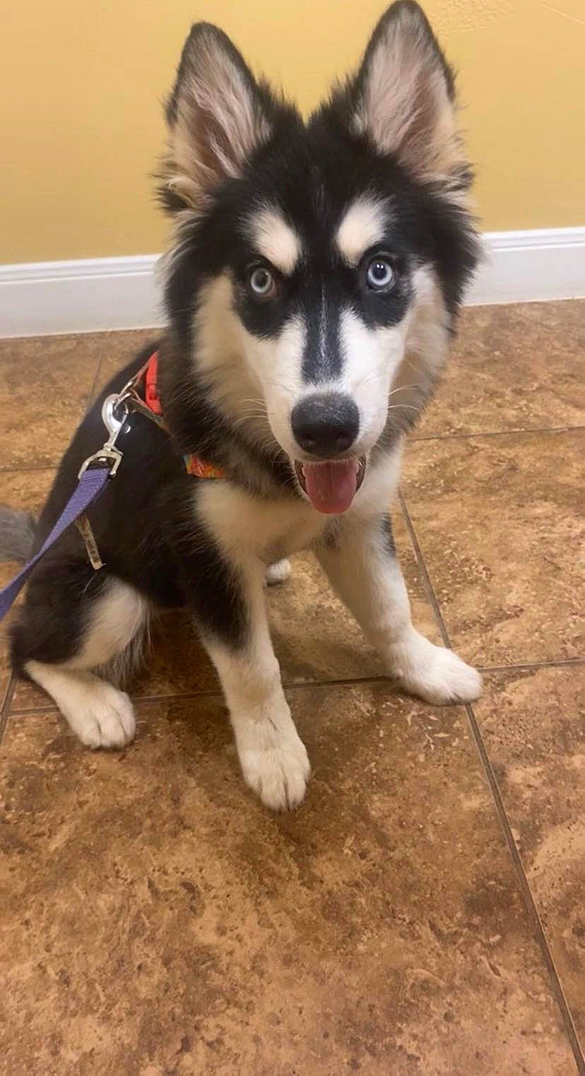 Kyla is registered to the contest to win money with this photo: ancient_dog_breeds, canidae, canis, carnivore, companion_dog, dog, dog_breed, fur, herding_dog, non_sporting_group, sled_dog, snout, sporting_group, terrestrial_animal, working_animal, working_dog