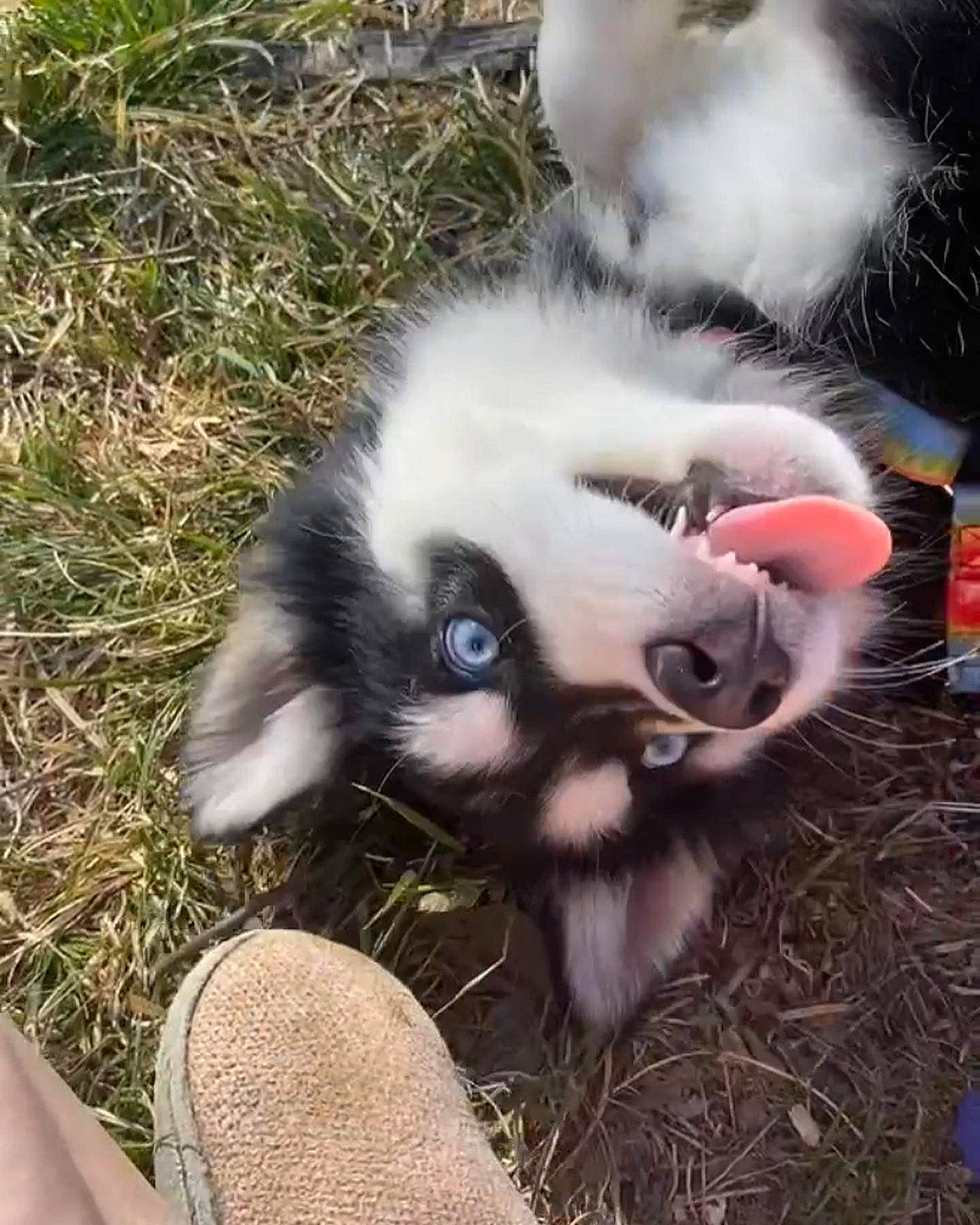 Kyla joined the competition — help win amazing prizes! canidae, carnivore, companion_dog, dog_breed, fawn, felidae, foot, fur, german_spitz, grass, human_leg, lemur, paw, small_to_medium_sized_cats, snout, spitz, sporting_group, terrestrial_animal, whiskers, wildlife