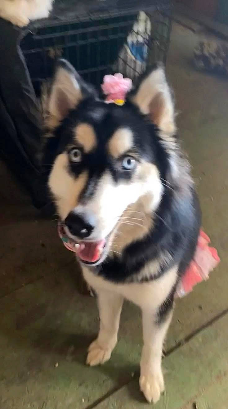 Kyla is registered to the contest to win money with this photo: ancient_dog_breeds, canidae, canis, carnivore, collar, companion_dog, dog, dog_breed, fur, herding_dog, non_sporting_group, siberian_husky, sled_dog, snout, sporting_group, terrestrial_animal, whiskers, working_animal, working_dog
