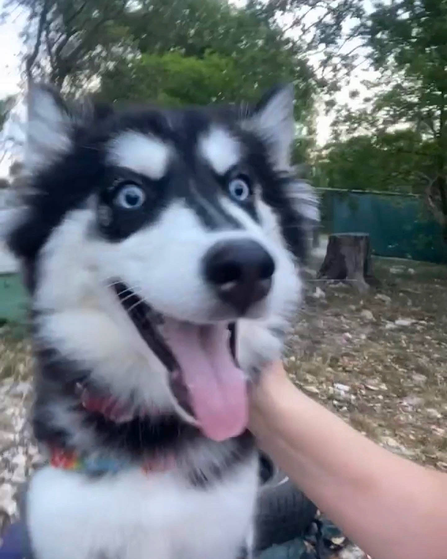 Kyla is registered to the contest to win money with this photo: ancient_dog_breeds, canidae, carnivore, collar, companion_dog, dog, dog_breed, fur, grass, plant, siberian_husky, sled_dog, snout, sporting_group, tent, terrestrial_animal, tree, whiskers, working_animal, working_dog