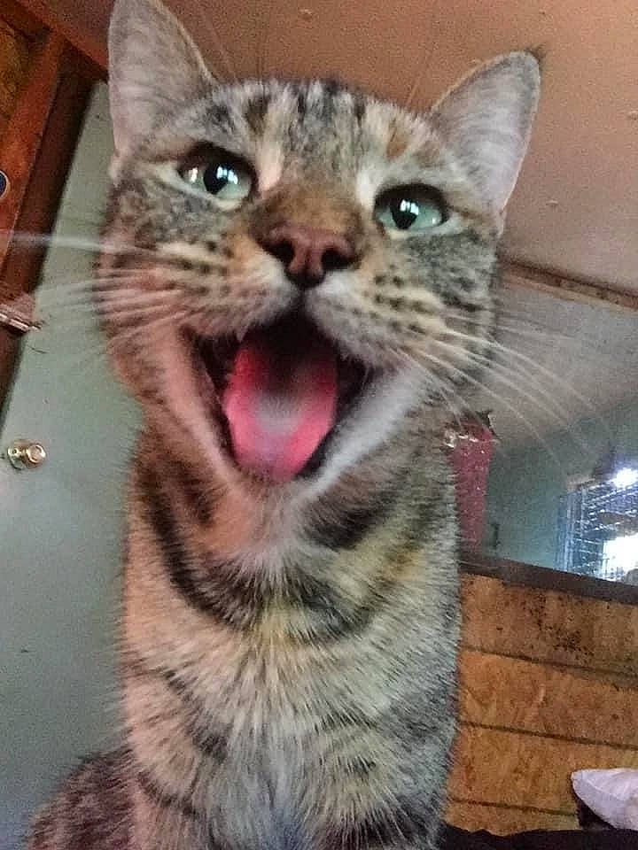 Kiara joined the competition — help win amazing prizes! carnivore, cat, domestic_short_haired_cat, door, felidae, fur, small_to_medium_sized_cats, snout, terrestrial_animal, whiskers