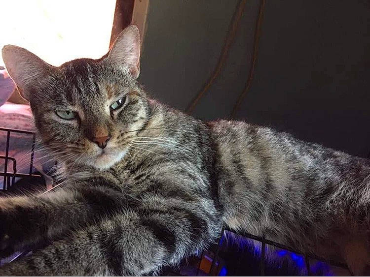 Kiara joined the competition — help win amazing prizes! carnivore, cat, claw, domestic_short_haired_cat, electric_blue, felidae, fur, paw, small_to_medium_sized_cats, snout, terrestrial_animal, tree, whiskers, wildlife