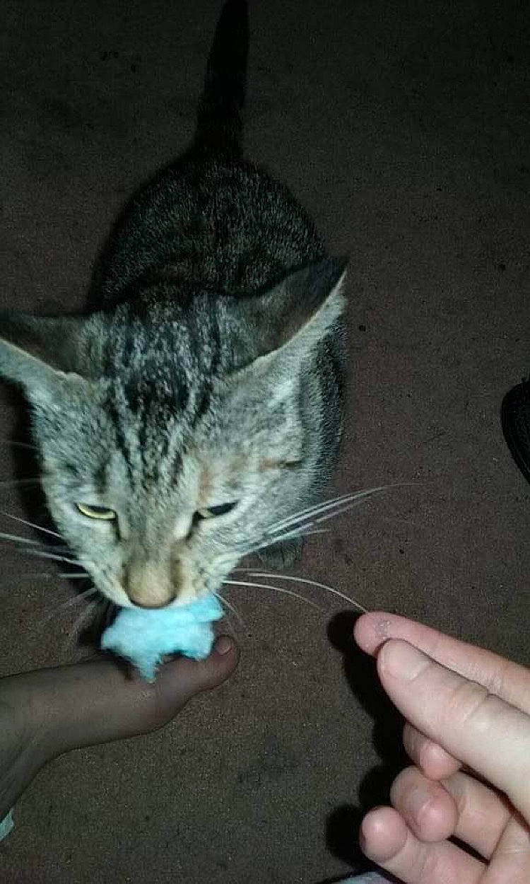 Kiara joined the competition — help win amazing prizes! carnivore, cat, claw, comfort, domestic_short_haired_cat, eye, felidae, foot, fur, gesture, hand, nail, paw, small_to_medium_sized_cats, snout, tail, terrestrial_animal, thumb, whiskers