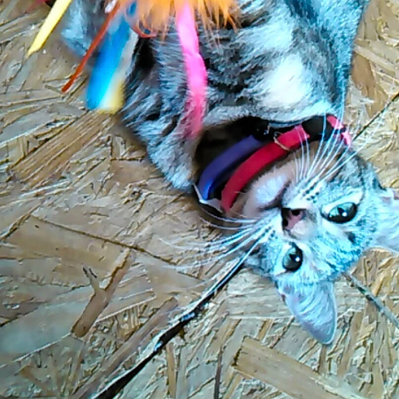 Kiara joined the competition — help win amazing prizes! carnivore, cat, christmas_ornament, claw, domestic_short_haired_cat, electric_blue, fawn, felidae, fur, grass, plant, small_to_medium_sized_cats, snout, tail, terrestrial_animal, tree, trunk, twig, whiskers, wood