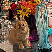 Marmalade is registered to the contest to win money with this photo: kitten, cat, indoor, flowers, vase, glass_table, decor, orange_cat, curious, cute, pet, reflection, still_life, ornaments, colorful, furniture, tabletop, small_cat, animal, houseplant