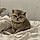 Kitty