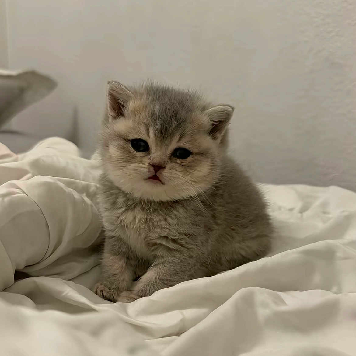 Kitty a rejoint le concours — aidez-le/la à gagner de superbes lots ! kitten, cat, gray, fluffy, cute, pet, animal, indoors, bed, blanket, soft, fur, small, young, portrait, cozy, cute_pet, domestic_cat, whiskers, resting