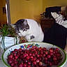 Caroline a rejoint le concours — aidez-le/la à gagner de superbes lots ! adult, animal, art, bowl, cat, cherry, dish, female, food, fruit, indoors, meal, painting, person, pet, plant, plate, pottedplant, produce, woman