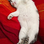 Caroline participe au concours pour gagner de l'argent avec cette photo : animal, blanket, cat, cozy, cute, fluffy, fur, gray, indoor, mammal, orange, paw, pet, red, relaxed, resting, sleeping, soft, whiskers, white