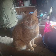 Runtrunt is registered to the contest to win money with this photo: animal, appliance, bowl, casual, cat, clutter, counter, domestic, food_package, furniture, ginger_cat, hoodie, indoor, kitchen, person, pet, relaxed, sitting, snack, wood