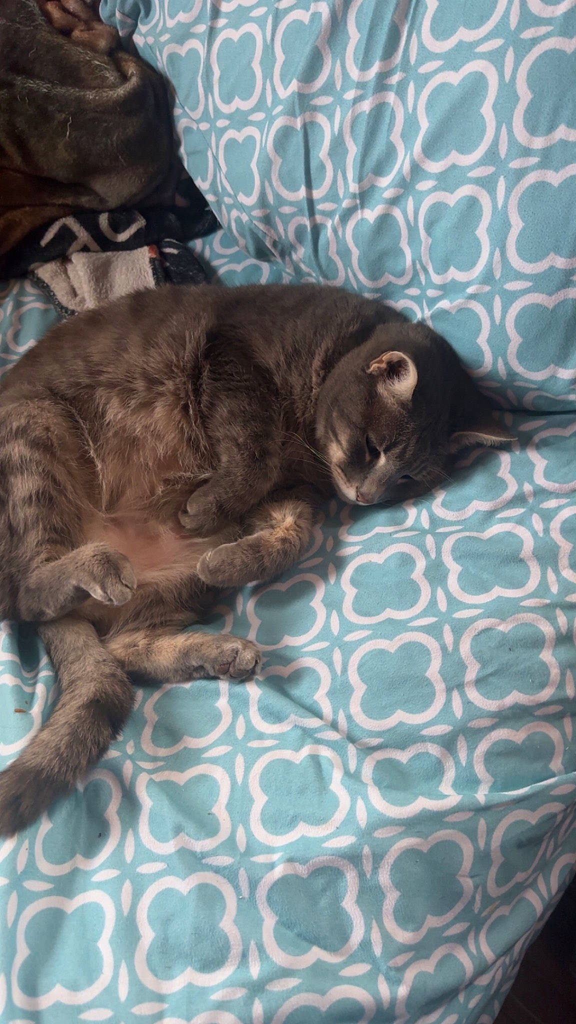 Holly joined the competition — help win amazing prizes! brown, carnivore, cat, claw, comfort, dog_breed, domestic_short_haired_cat, felidae, fur, liver, small_to_medium_sized_cats, sporting_group, tail, terrestrial_animal, whiskers