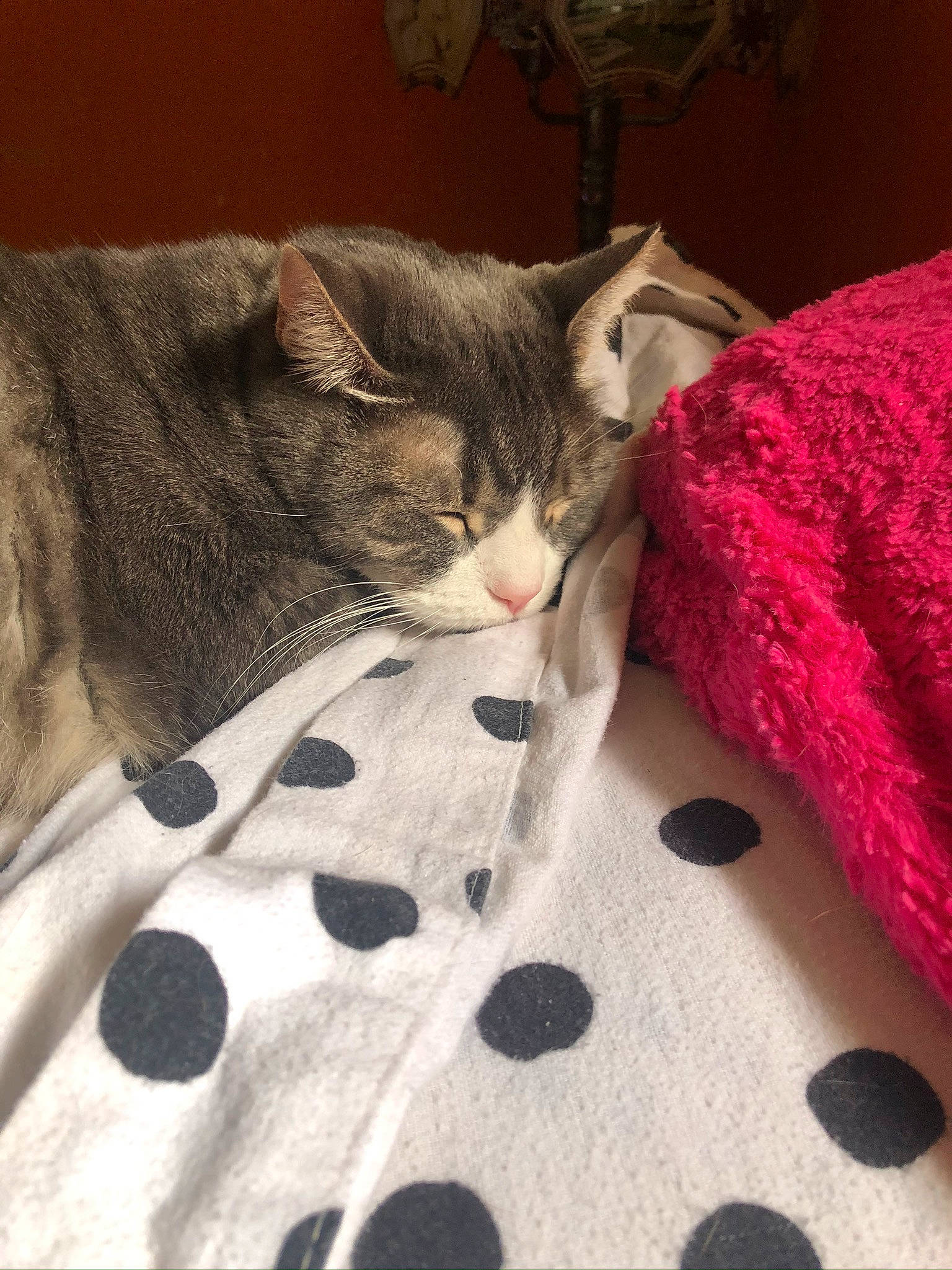Chrissy joined the competition — help win amazing prizes! bed, bed_sheet, bedding, carmine, carnivore, cat, cat_supply, comfort, domestic_short_haired_cat, felidae, fur, grey, linens, pattern, small_to_medium_sized_cats, snout, tail, vertebrate, whiskers, woven_fabric