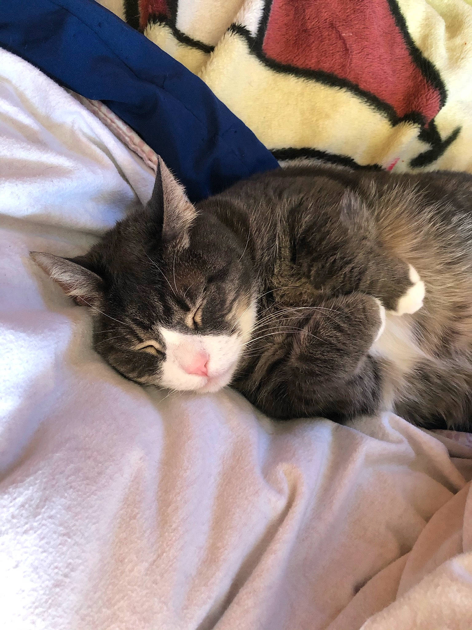 Chrissy is registered to the contest to win money with this photo: carmine, carnivore, cat, claw, comfort, domestic_short_haired_cat, felidae, fur, linens, nap, paw, sleep, small_to_medium_sized_cats, snout, tail, textile, whiskers