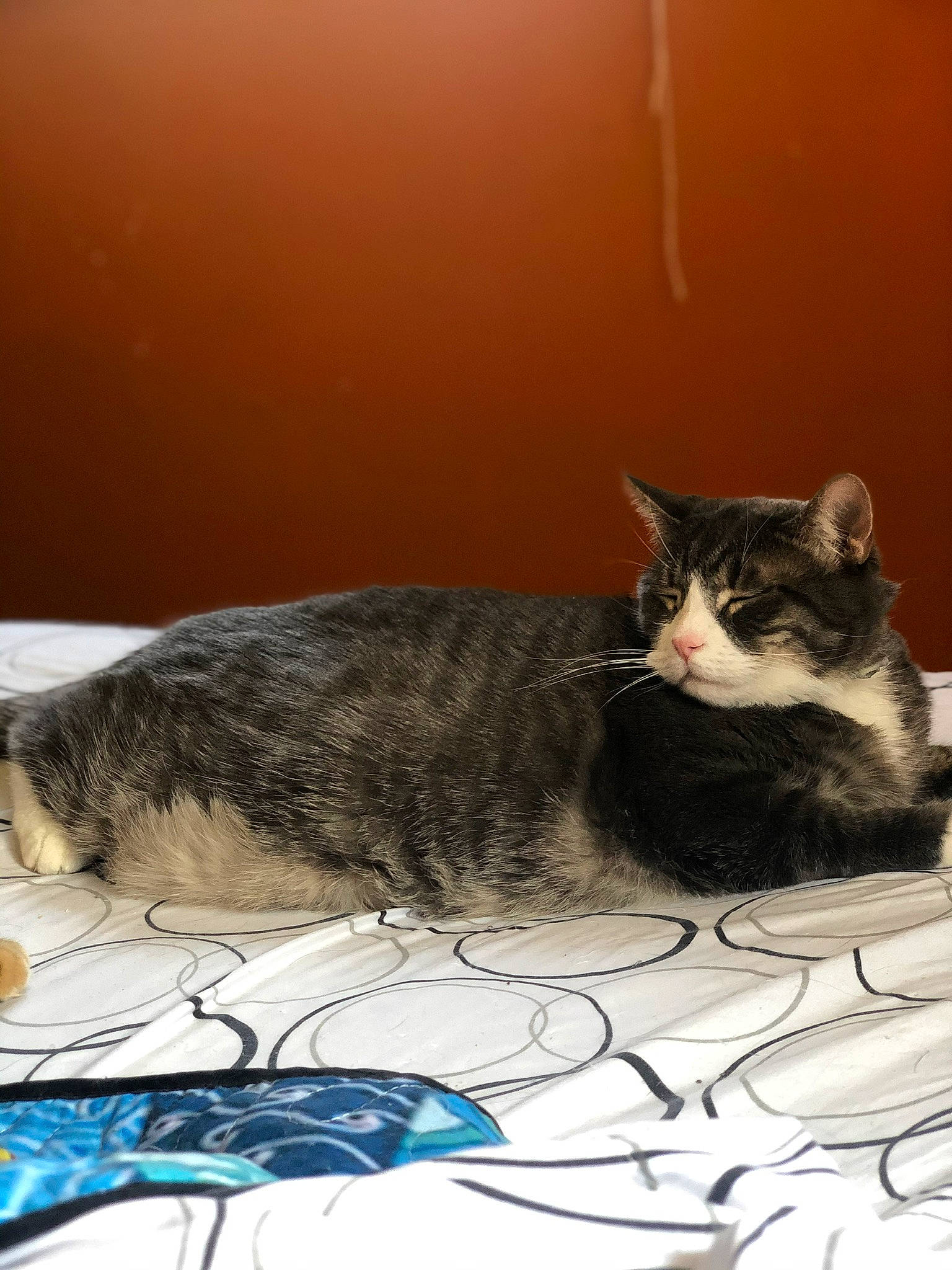 Chrissy is registered to the contest to win money with this photo: art, carnivore, cat, claw, comfort, domestic_short_haired_cat, felidae, fur, grey, paw, shadow, sitting, small_to_medium_sized_cats, snout, still_life_photography, tail, visual_arts, whiskers, window, wood