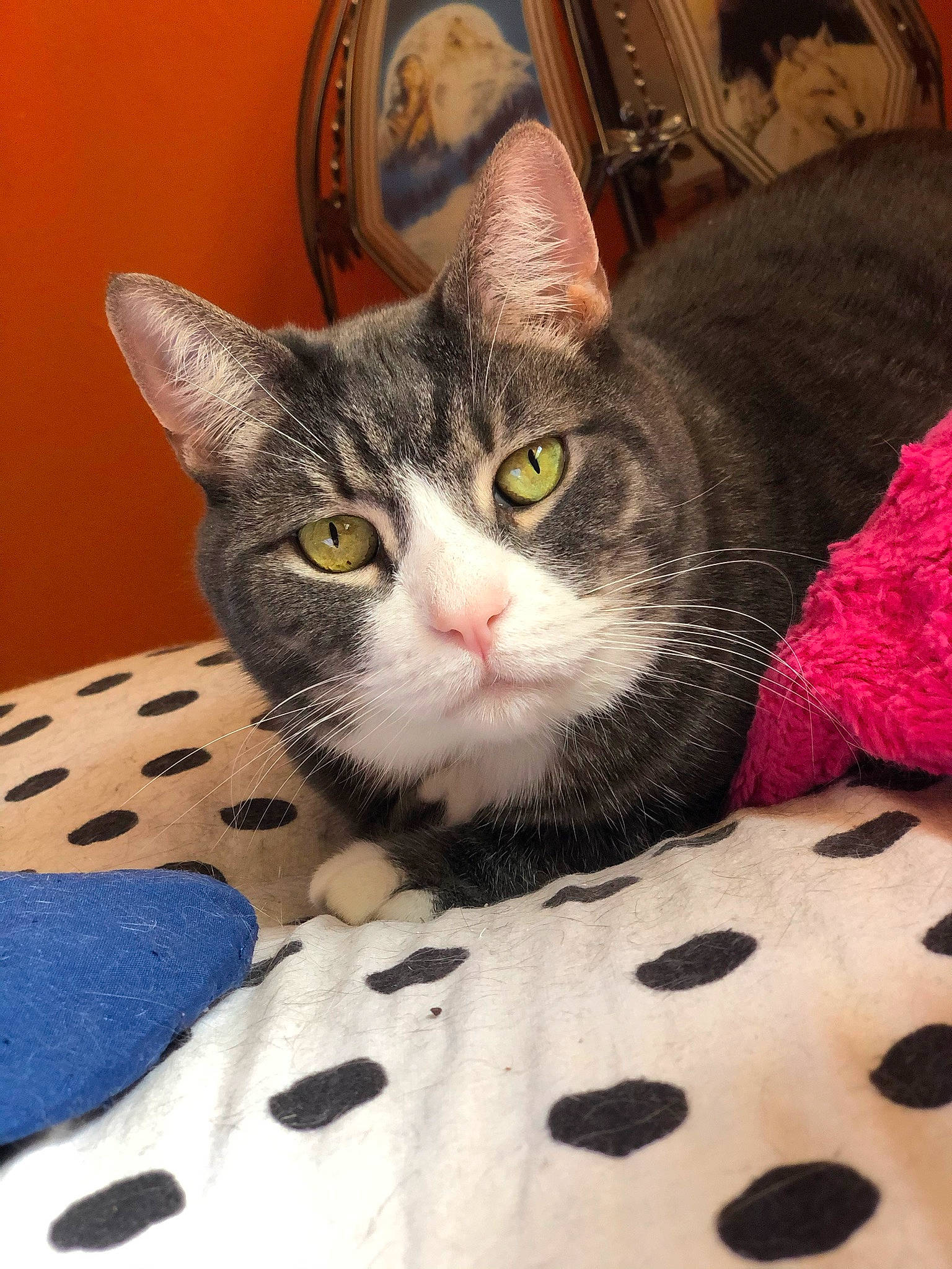 Chrissy joined the competition — help win amazing prizes! box, carnivore, cat, cat_bed, comfort, couch, domestic_short_haired_cat, felidae, fur, linens, pattern, paw, small_to_medium_sized_cats, snout, tree, whiskers, white