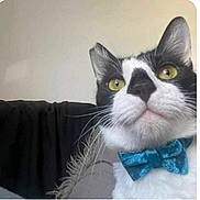 Henry is registered to the contest to win money with this photo: animal, black_and_white, bow_tie, cat, close_up, collar, curious, cute, domestic_animal, face, feline, fur, household, indoor, looking_up, pet, portrait, sitting, whiskers, yellow_eyes