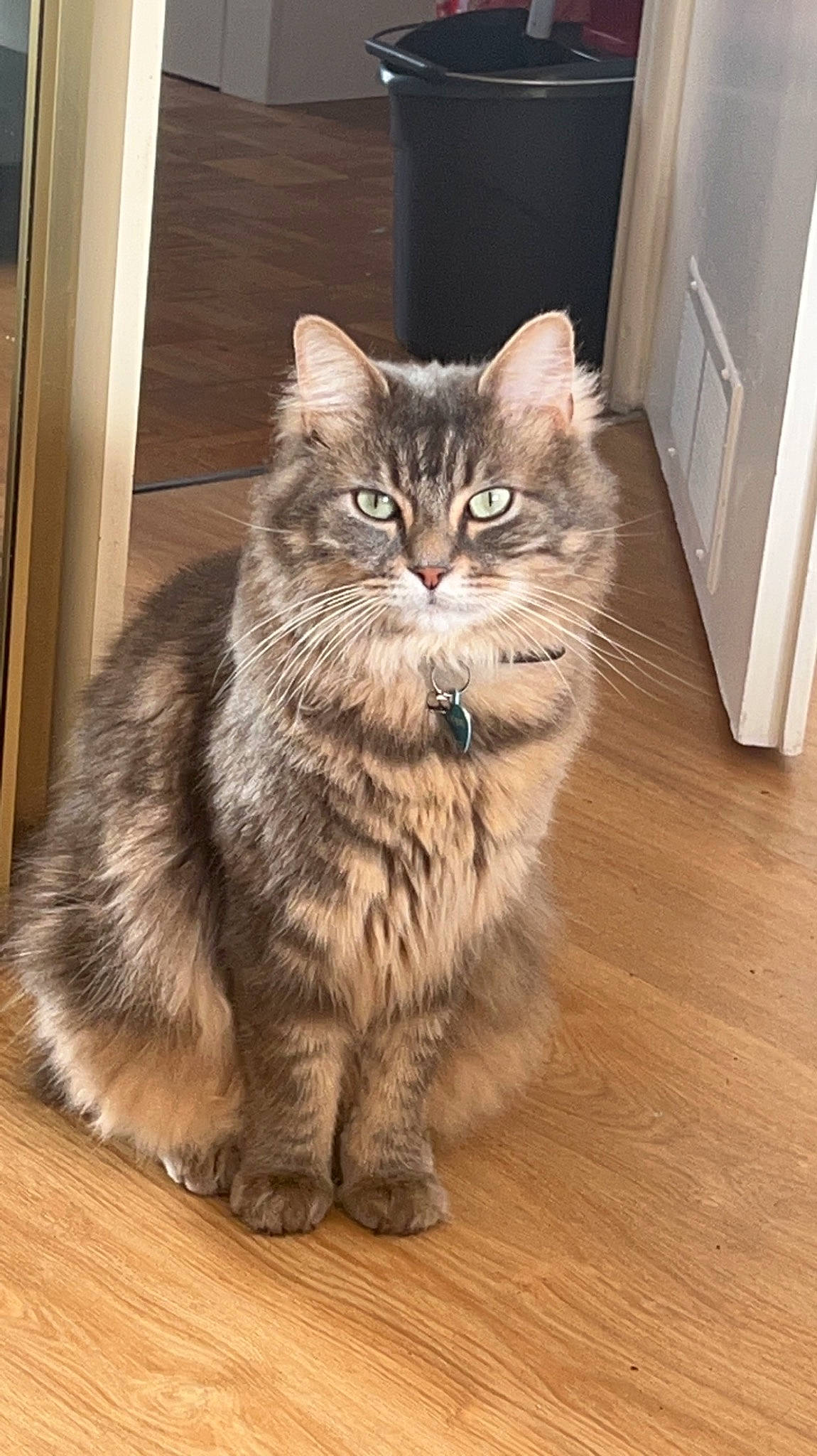 Nounou a rejoint le concours — aidez-le/la à gagner de superbes lots ! carnivore, cat, domestic_short_haired_cat, door, felidae, flooring, fur, hardwood, laminate_flooring, maine_coon, paw, small_to_medium_sized_cats, snout, tail, terrestrial_animal, whiskers, window, wood, wood_flooring, wood_stain