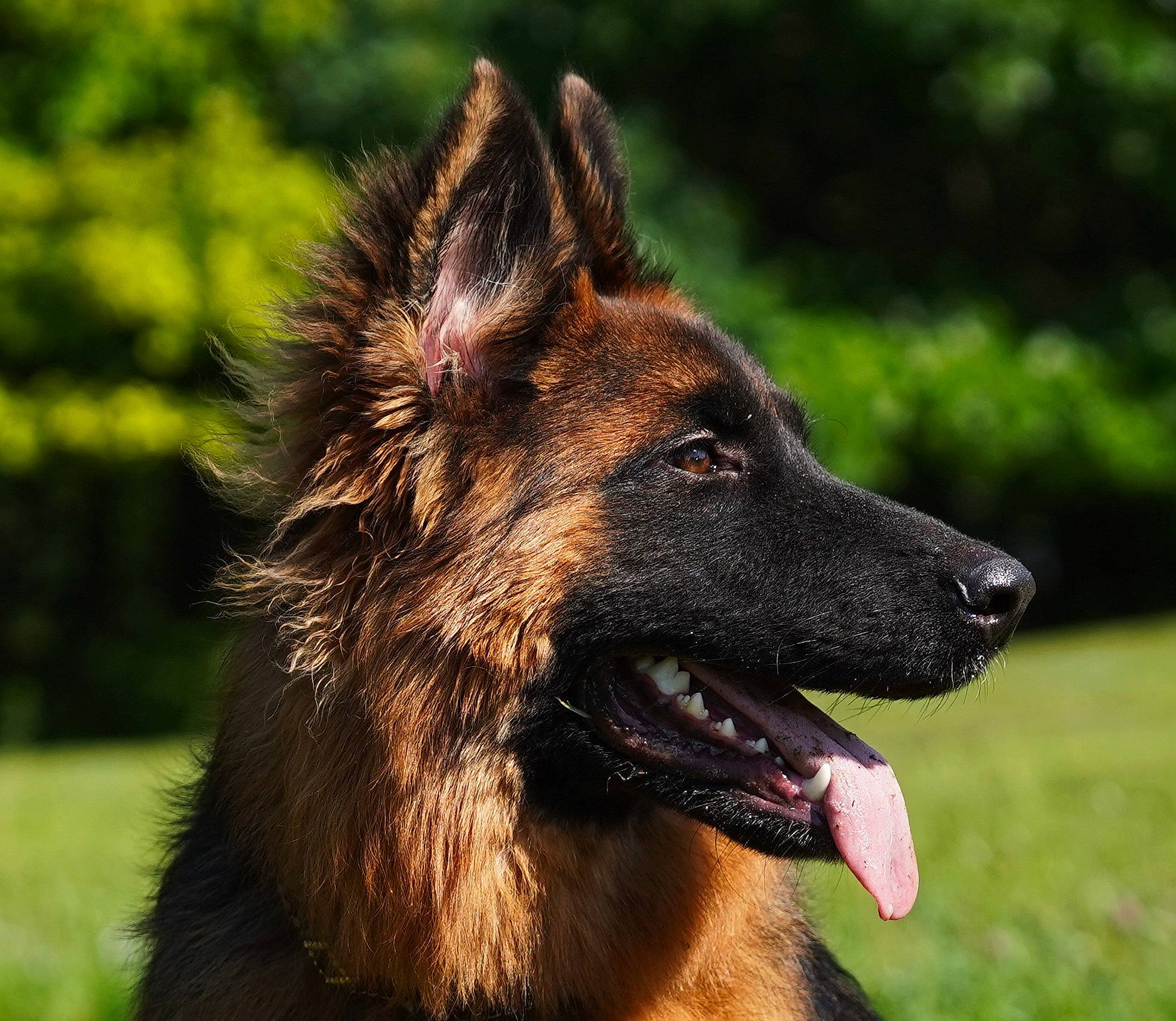 Kaia joined the competition — help win amazing prizes! belgian_shepherd_malinois, canidae, carnivore, companion_dog, dog, dog_breed, east_european_shepherd, fawn, fur, german_shepherd_dog, grass, herding_dog, king_shepherd, old_german_shepherd_dog, snout, sporting_group, terrestrial_animal, wildlife, working_animal, working_dog