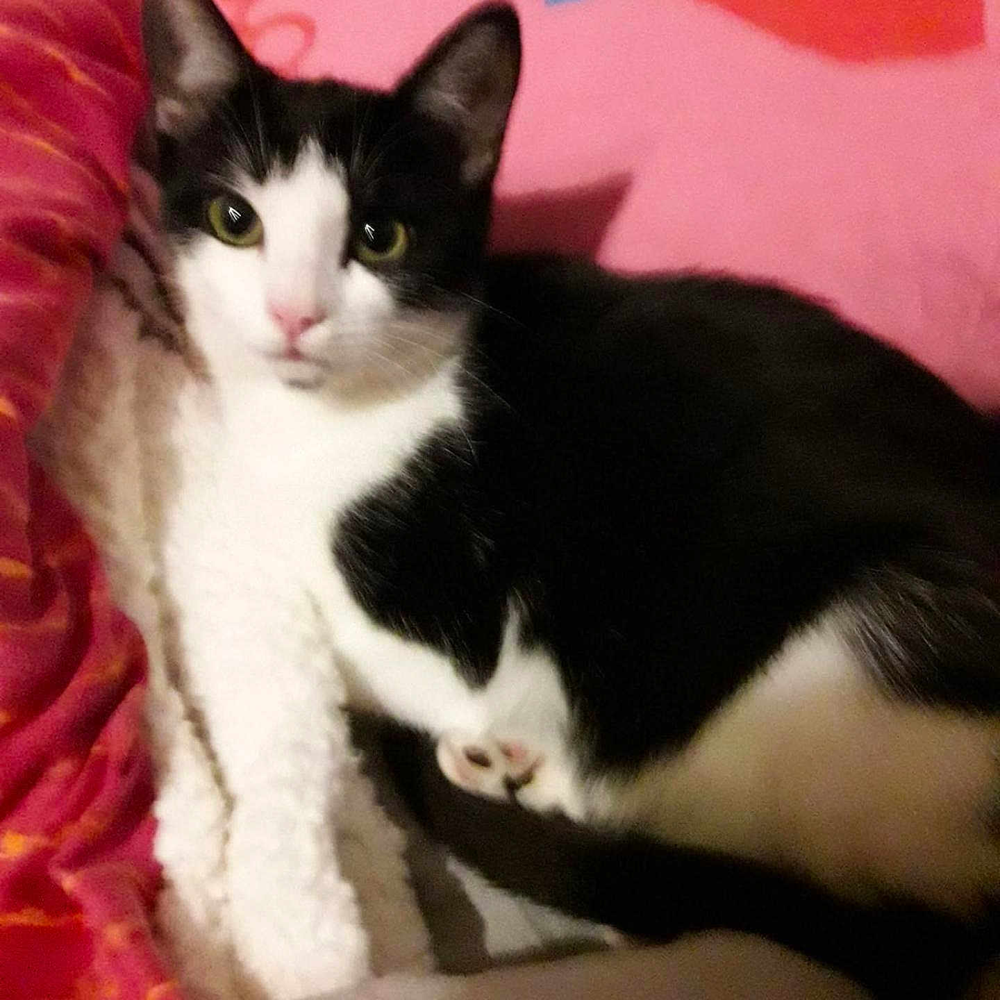 Dora a rejoint le concours — aidez-le/la à gagner de superbes lots ! cat, black_and_white, pet, animal, indoor, cozy, blanket, fur, face, whiskers, ears, paw, resting, cute, domestic, feline, closeup, soft, comfort, lying_down