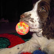 Honey participe au concours pour gagner de l'argent avec cette photo :
