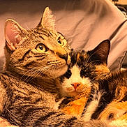 Willow And Natalia joined the competition — help win amazing prizes! animal, calico_cat, cat, closeup, cozy, cute, domestic_animal, ears, feline, friendship, fur, indoor, pets, relaxation, resting, sleeping, snuggling, tabby_cat, warm_lighting, whiskers