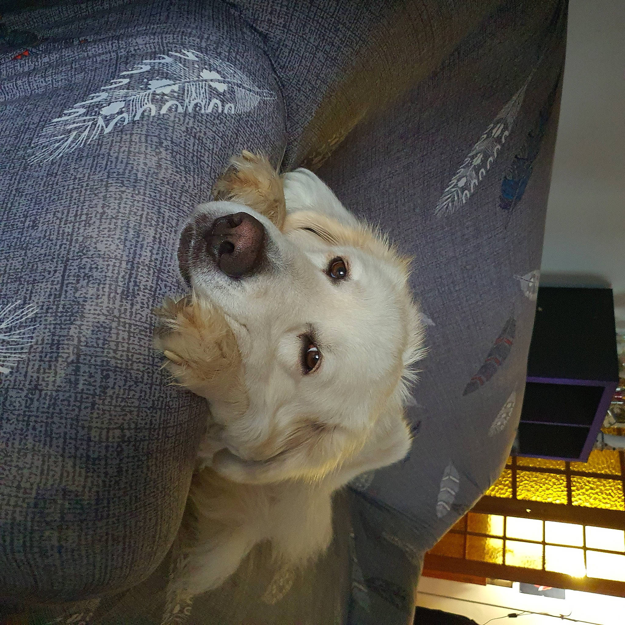 Bianca a rejoint le concours — aidez-le/la à gagner de superbes lots ! canidae, carnivore, companion_dog, dog, dog_breed, dog_clothes, dog_supply, fawn, fur, non_sporting_group, puppy, snout, sporting_group, stuffed_toy, terrestrial_animal, toy, toy_dog, whiskers, working_animal