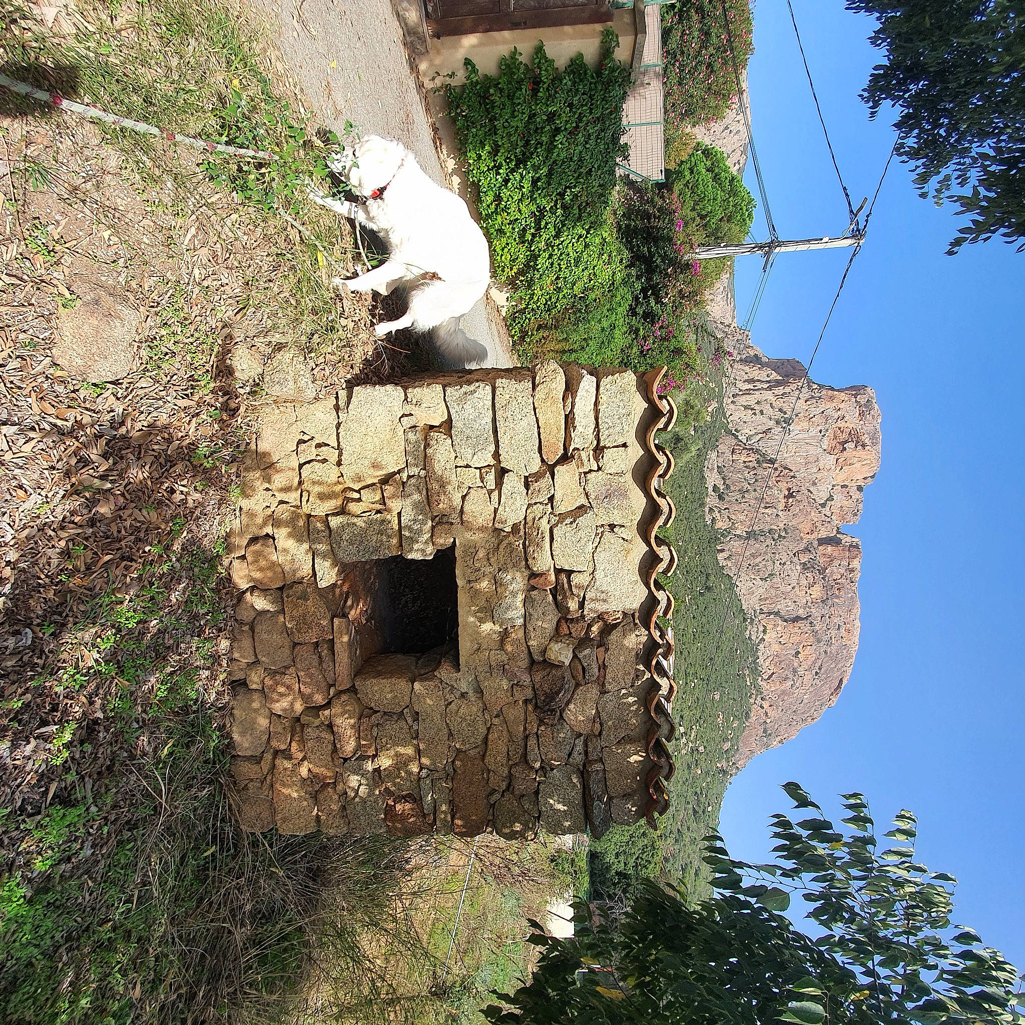 Bianca a rejoint le concours — aidez-le/la à gagner de superbes lots ! biome, building, carnivore, cat, facade, felidae, grass, house, landscape, plant, rock, shadow, sky, small_to_medium_sized_cats, tree, trunk, vegetation, wall, wood, world