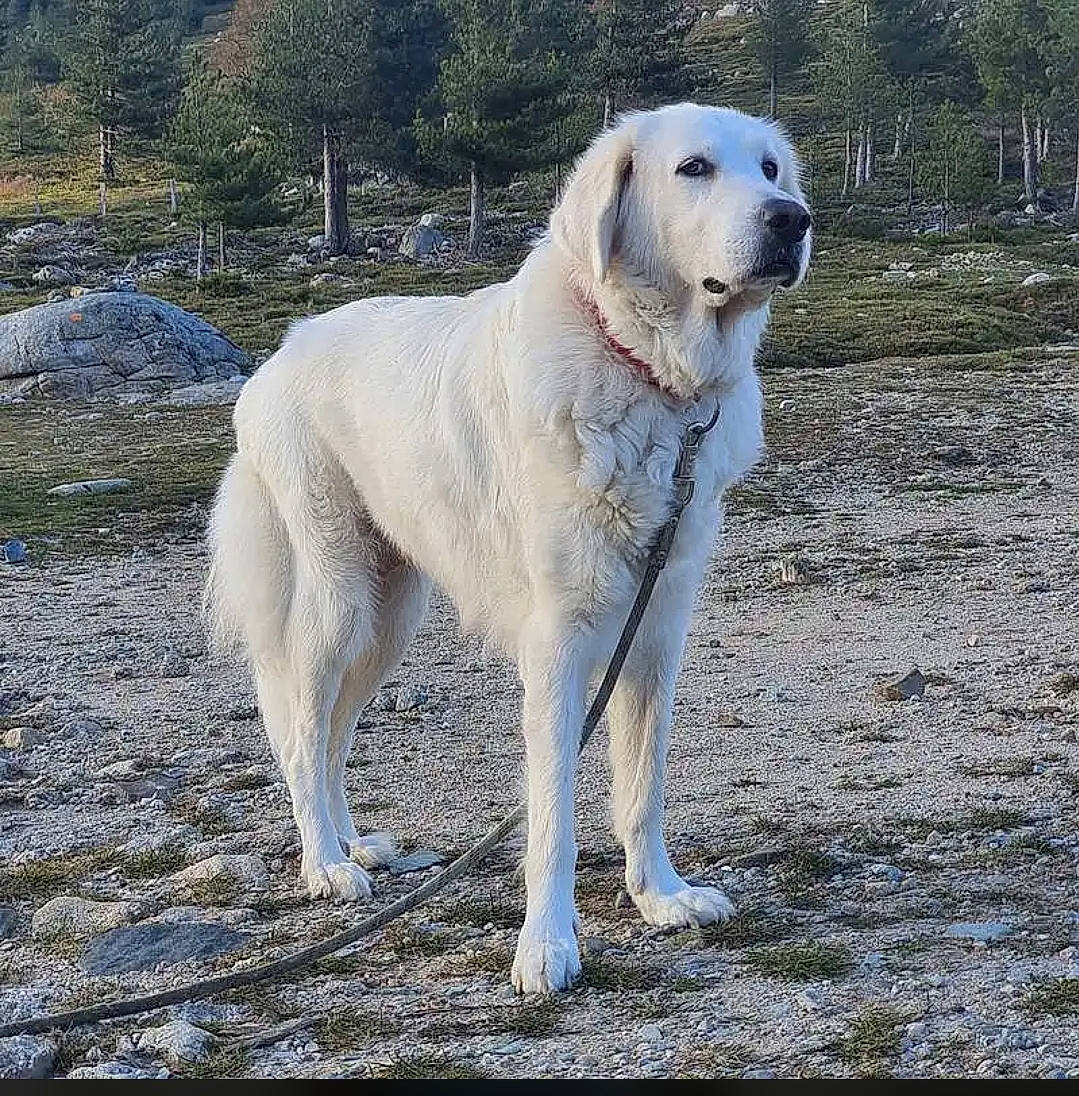 Bianca a rejoint le concours — aidez-le/la à gagner de superbes lots ! biting, canidae, carnivore, companion_dog, dog, dog_breed, gun_dog, hunting_dog, livestock_guardian_dog, polish_tatra_sheepdog, sporting_group, tail, terrestrial_animal, tree, wildlife, working_animal, working_dog