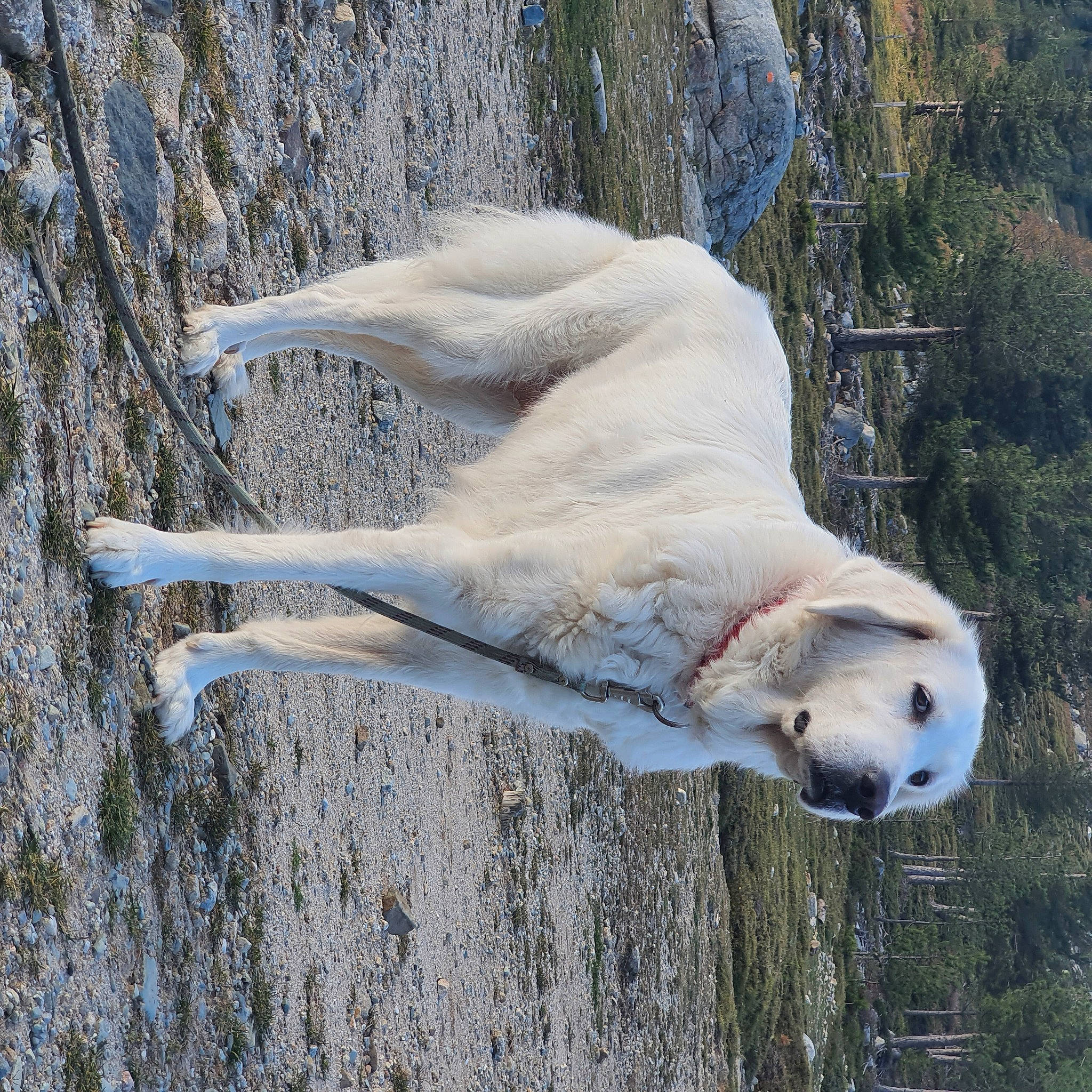 Bianca participe au concours pour gagner de l'argent avec cette photo : beak, canidae, feather, fur, marine_mammal, polar_bear, seabird, snout, sporting_group, tail, terrestrial_animal, tree, trunk, twig, water, water_bird, wildlife, wing, winter, wood