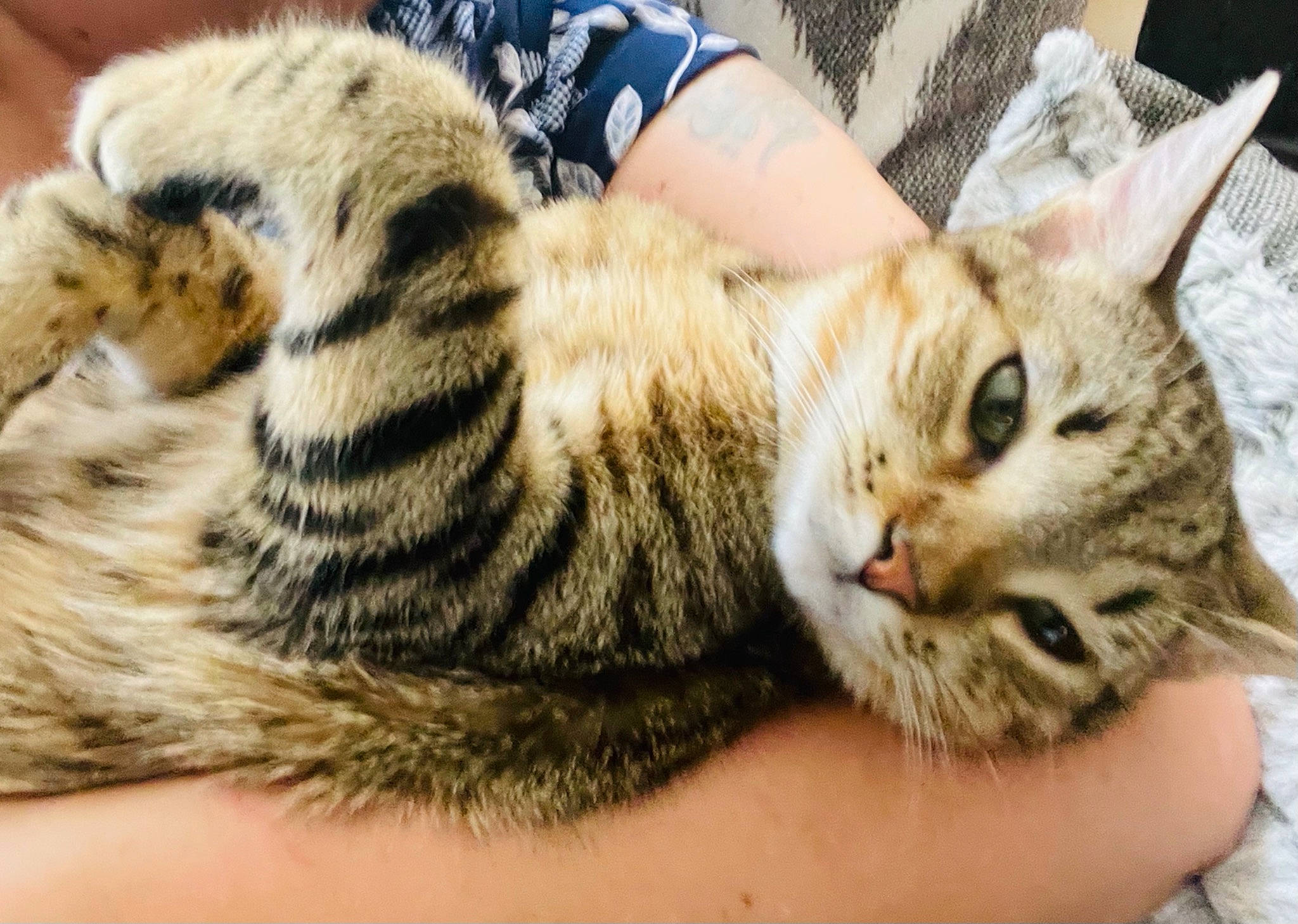 Loki is registered to the contest to win money with this photo: carnivore, cat, claw, comfort, domestic_short_haired_cat, fawn, felidae, fur, grass, nail, pattern, paw, small_to_medium_sized_cats, snout, tail, tartan, whiskers, wildlife