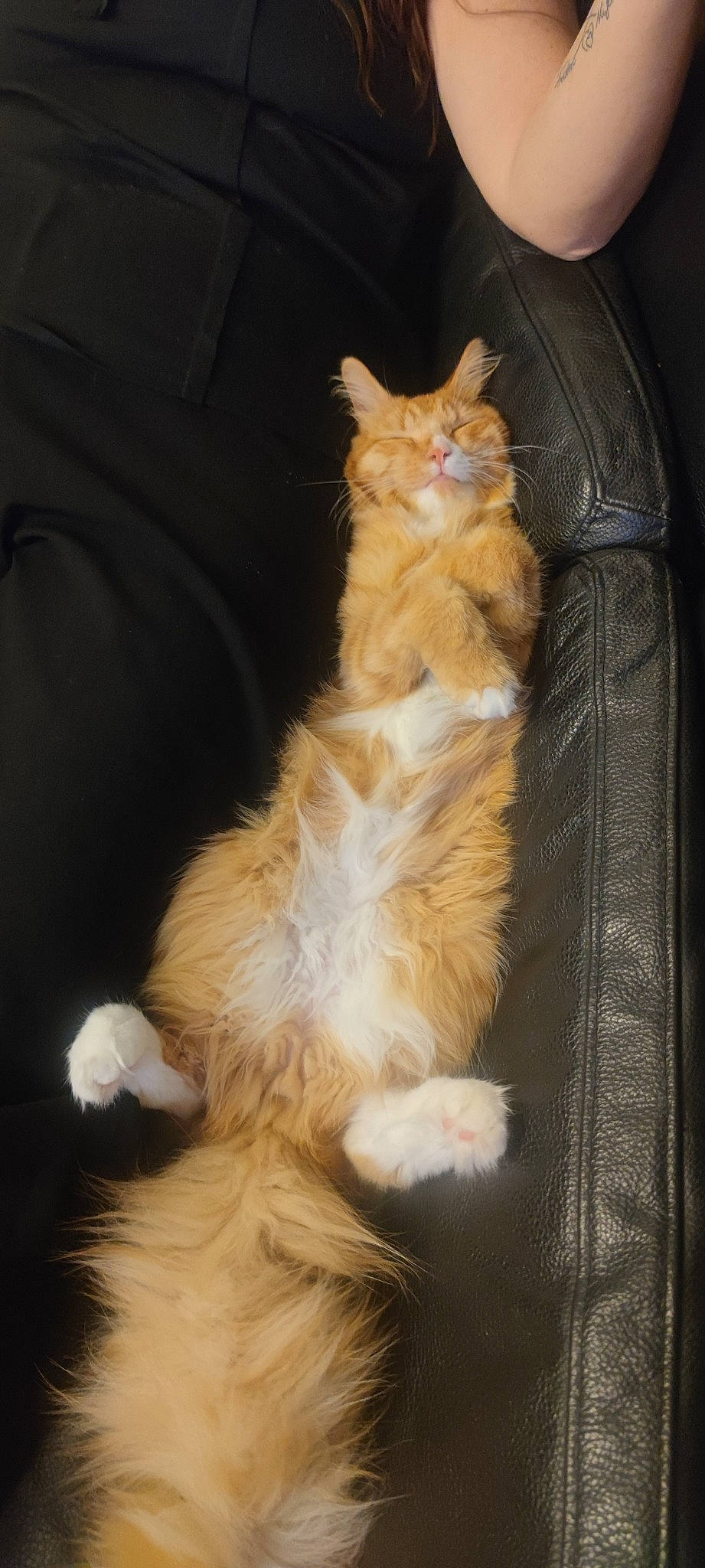 Tacos participe au concours pour gagner de l'argent avec cette photo : carnivore, cat, claw, couch, darkness, domestic_short_haired_cat, fawn, felidae, foot, fur, human_leg, laperm, paw, small_to_medium_sized_cats, snout, tail, terrestrial_animal, whiskers, window, wood