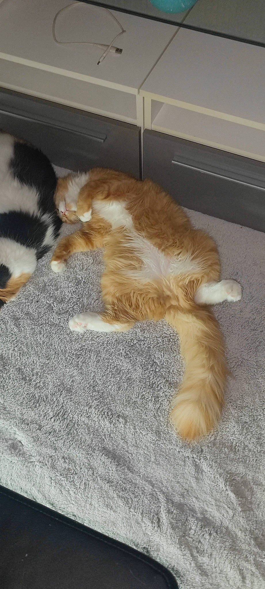 Tacos a rejoint le concours — aidez-le/la à gagner de superbes lots ! brown, carnivore, cat, cat_supply, claw, comfort, dog_breed, domestic_short_haired_cat, fawn, felidae, flooring, fur, liver, nap, paw, small_to_medium_sized_cats, snout, tail, terrestrial_animal, whiskers