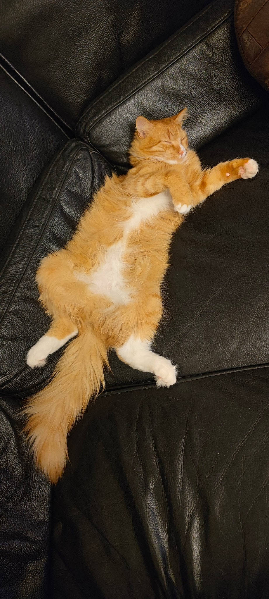 Tacos participe au concours pour gagner de l'argent avec cette photo : brown, carnivore, cat, claw, domestic_short_haired_cat, felidae, flooring, fur, hardwood, human_leg, paw, small_to_medium_sized_cats, tail, whiskers, wood