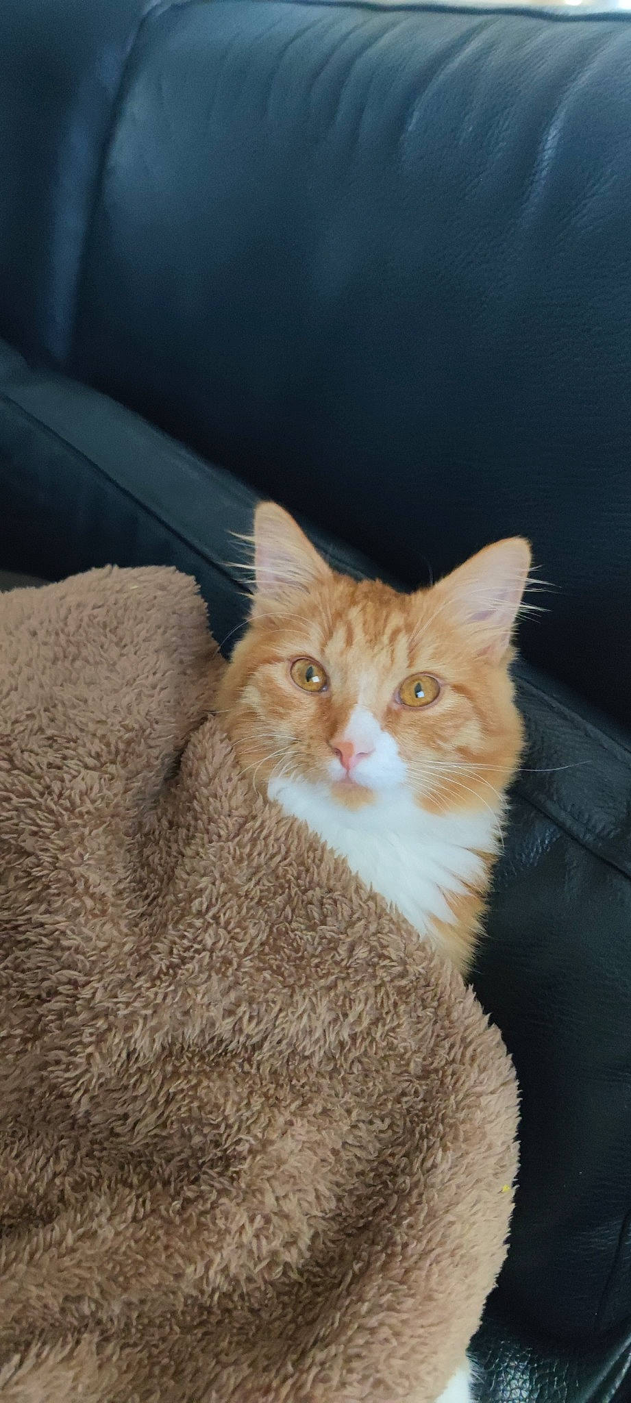 Tacos a rejoint le concours — aidez-le/la à gagner de superbes lots ! carnivore, cat, claw, comfort, domestic_short_haired_cat, fawn, felidae, fur, paw, small_to_medium_sized_cats, snout, tail, terrestrial_animal, tree, whiskers, window, wood