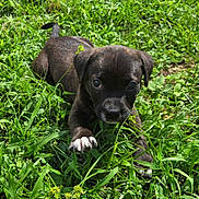 Shadow joined the competition — help win amazing prizes! animal, black_dog, brown_fur, close_up, crawling, daylight, dog, floppy_ears, garden, grass, greenery, lying_down, nature, outdoors, paw, pet, playful, puppy, short_fur, white_paw
