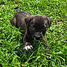 animal, black_dog, brown_fur, close_up, crawling, daylight, dog, floppy_ears, garden, grass, greenery, lying_down, nature, outdoors, paw, pet, playful, puppy, short_fur, white_paw
