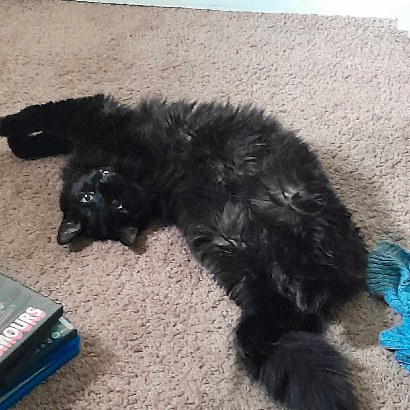 Apollo joined the competition — help win amazing prizes! animal, black_cat, carpet, cat, clothing, cozy, curious, cute, domestic_cat, fluffy, fur, home, indoor, looking_up, lying_down, pet, relaxed, soft, stack_of_dvds, tail