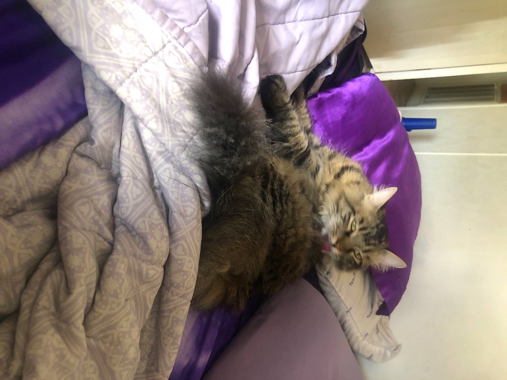 Jasper is registered to the contest to win money with this photo: bed, cat, comfort, domestic_short_haired_cat, feather, felidae, fur, glove, linens, magenta, petal, plant, purple, room, sleeve, small_to_medium_sized_cats, textile, violet, whiskers, wing