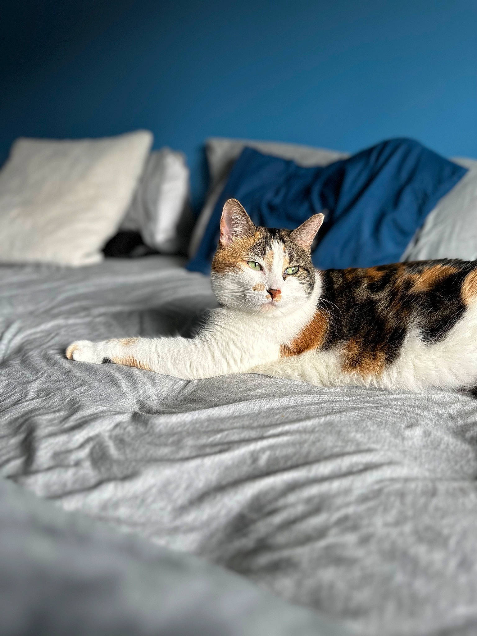Holly is registered to the contest to win money with this photo: bed, bedding, carnivore, cat, comfort, domestic_short_haired_cat, felidae, fur, grey, linens, mammal, paw, small_to_medium_sized_cats, snout, tail, terrestrial_animal, tree, whiskers, wildlife, wood