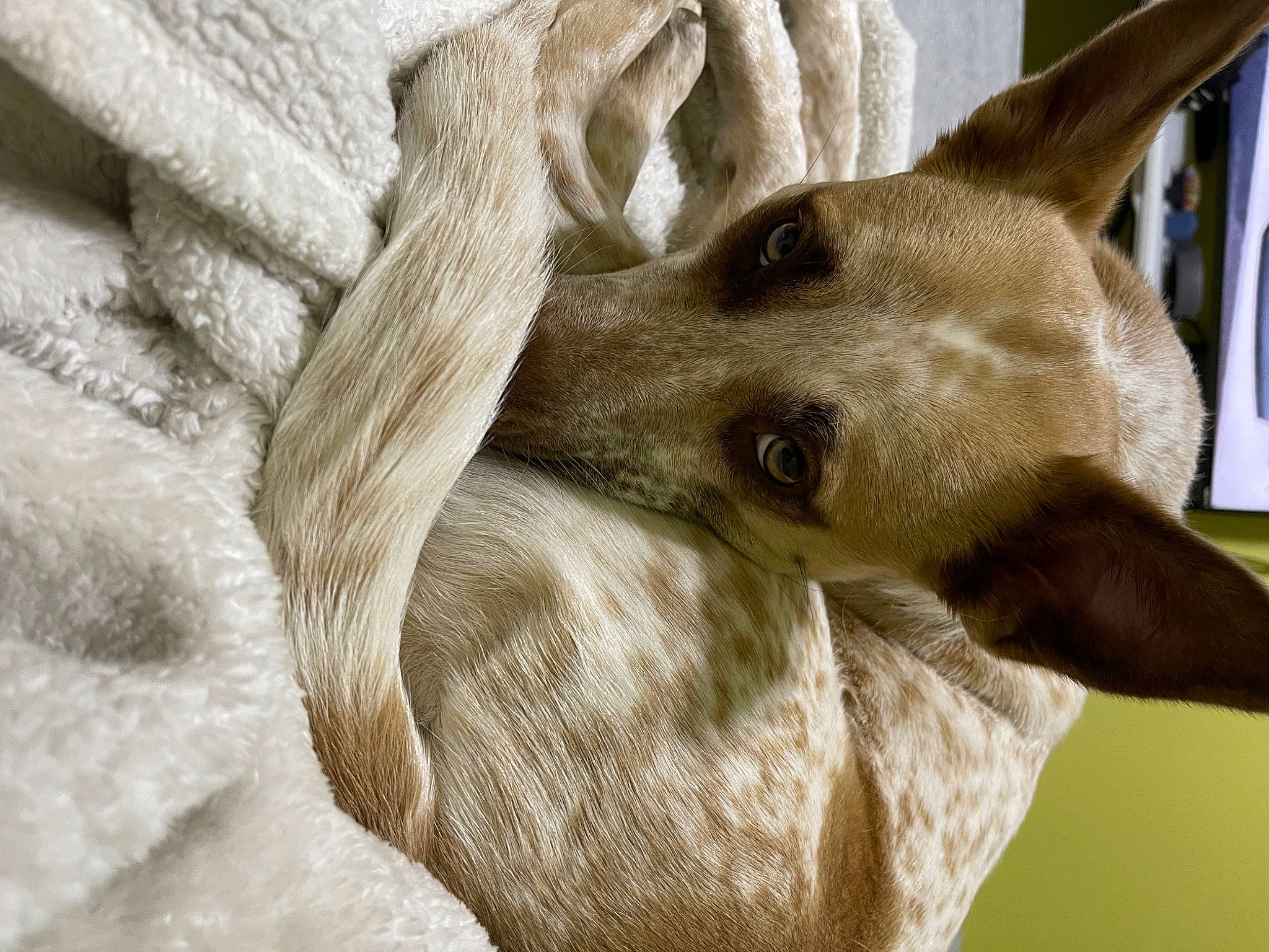 Creamery is registered to the contest to win money with this photo: canidae, carnivore, close_up, dog, dog_breed, ear, eyelash, fawn, felidae, fur, gesture, jaw, snout, sporting_group, tail, terrestrial_animal, whiskers, wildlife, window, working_animal