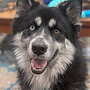 Piper joined the competition — help win amazing prizes! dog, heterochromia, blue_eye, brown_eye, fluffy, pet, smiling, close_up, indoor, fur, canine, friendly, animal, portrait, happy, domestic, nose, ears, tongue, collar
