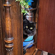 Meesha joined the competition — help win amazing prizes! animal, black_cat, blue_pots, cat, cozy, curious, decor, door, furniture, green_eyes, home, houseplant, indoor, kitchenware, metal_pots, peeking, pet, plant, shelf, wooden_cabinet