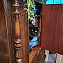 Meesha joined the competition — help win amazing prizes! animal, black_cat, cabinet_door, cat, curious, domestic_cat, fluffy, furniture, green_eyes, houseplant, indoor, kitchenware, pans, peeking, pet, plant, pots, shelf, wood_texture, wooden_cabinet