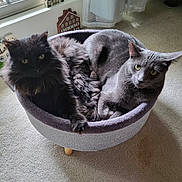 Meesha is registered to the contest to win money with this photo: cat, indoor, pet, feline, cozy, bed, gray_cat, black_cat, fur, carpet, window, curtains, relaxed, animal, domestic, two_cats, resting, cute, companion, curious